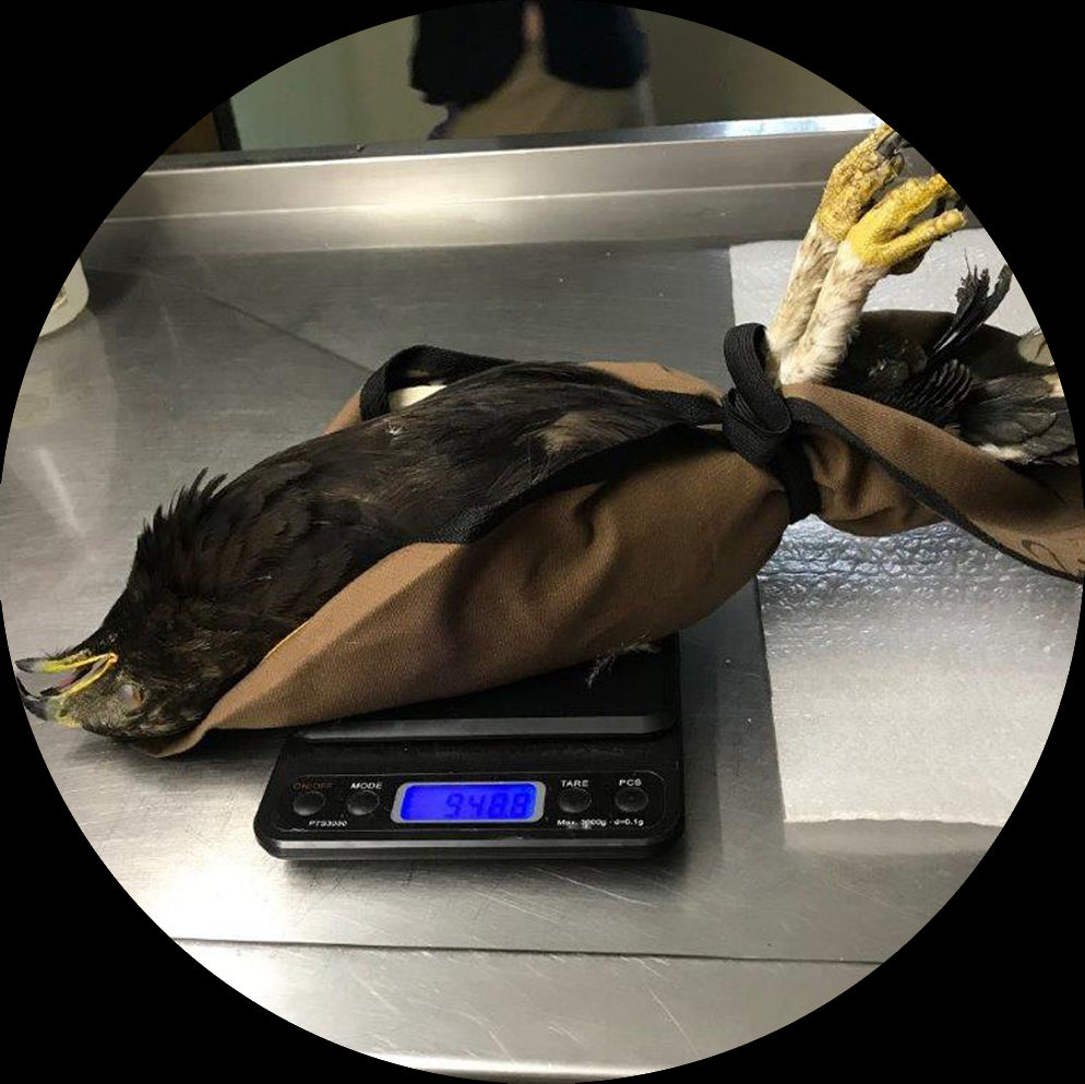 Raptor Abbas - Set of Four