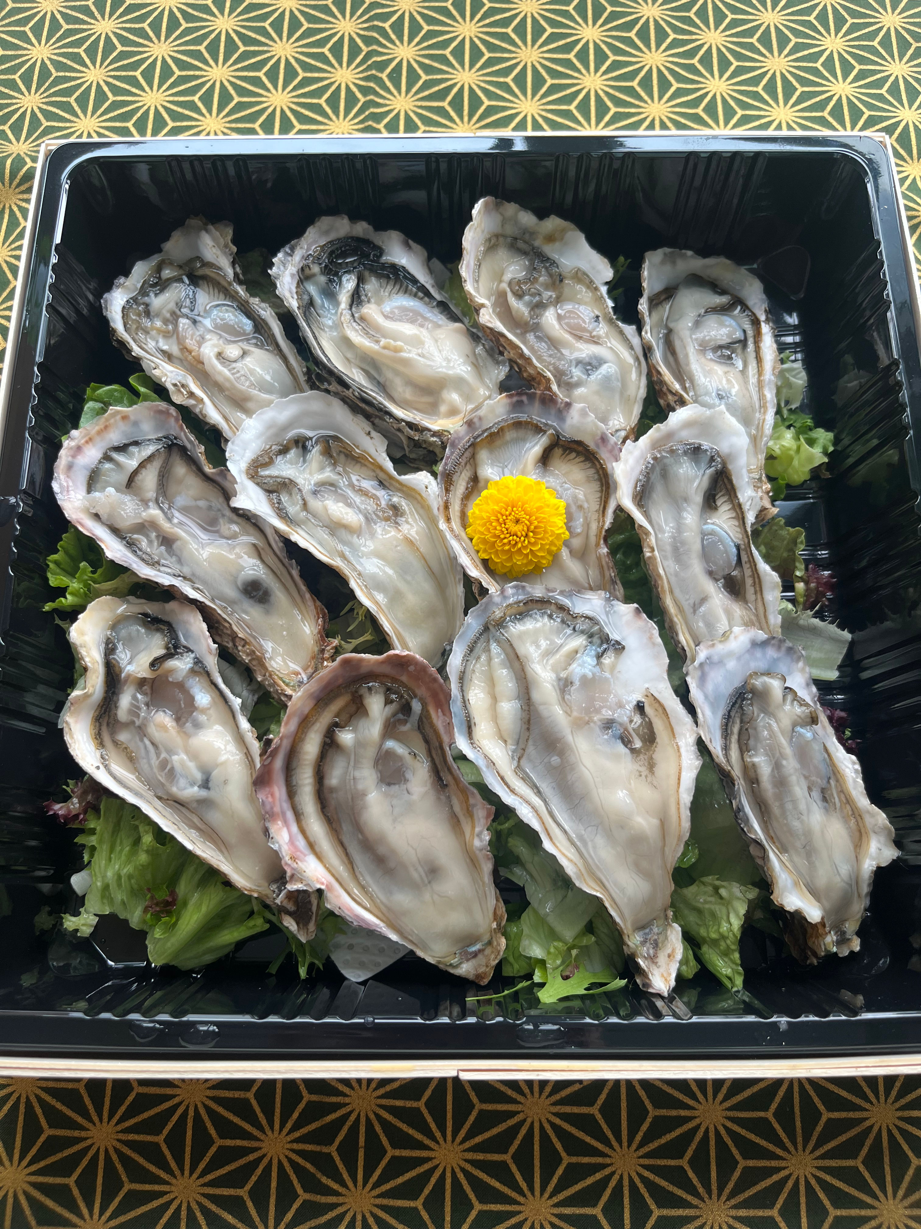 兵庫縣室津蠔6隻