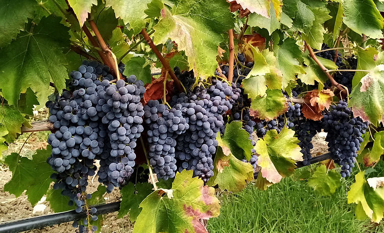 WhatsApp Image 2023-02-06 at 22.35.07 (1).jpeg