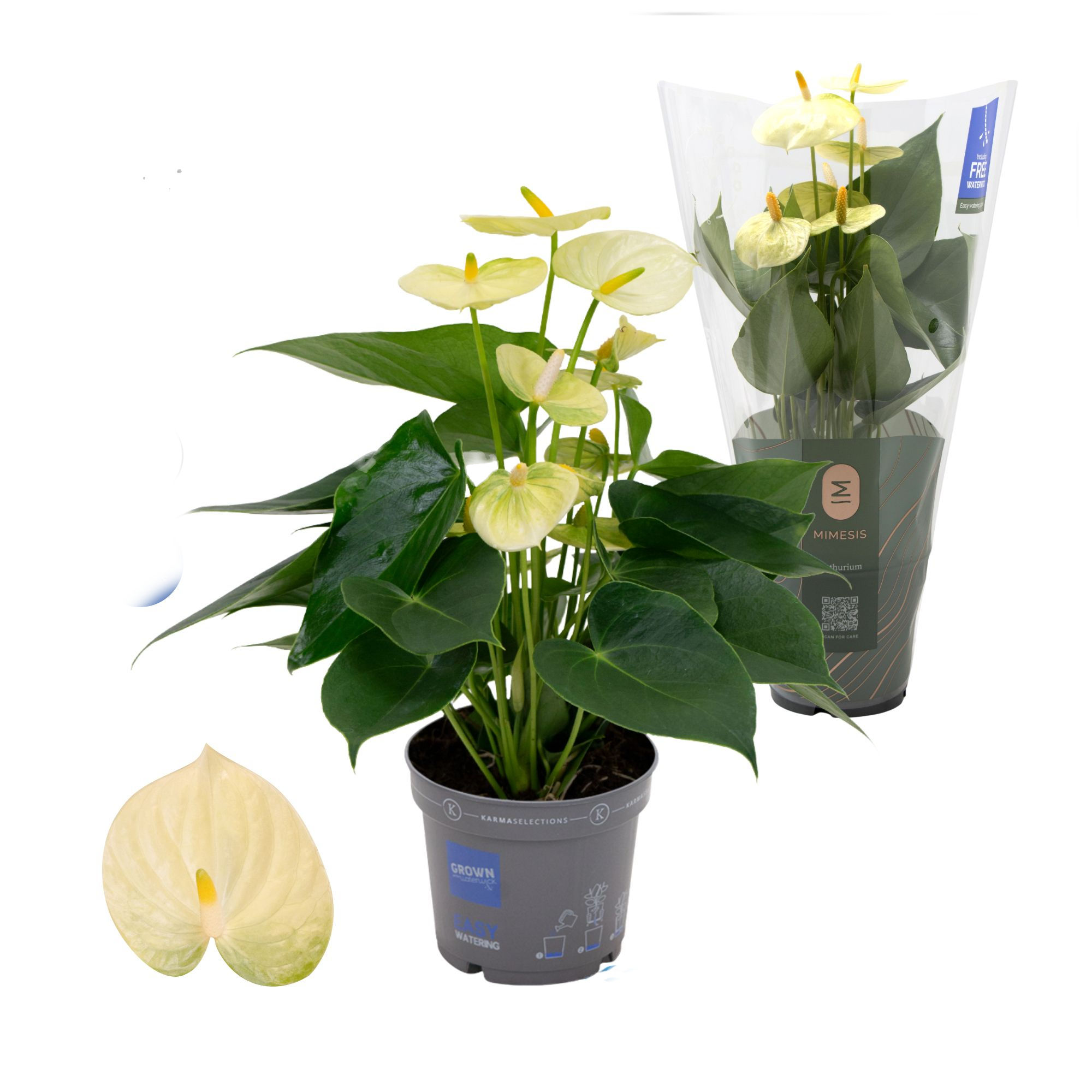 ანთურიუმ ვანილა