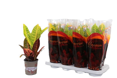 Codiaeum var. 'Petra'