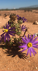 Desert Flower_edited.png
