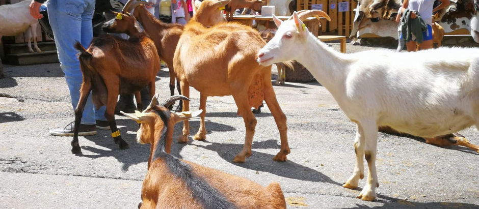 Escapade à Châtel, aux Lindarets et retour par Evian : le charme assuré de la France voisine. 