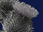 Scottish thistle_edited.jpg