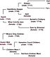 Hoppers_pedigree.jpg