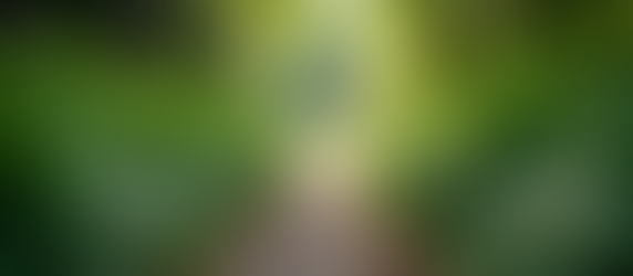 Thriving Shady Garden Designs for Your Space