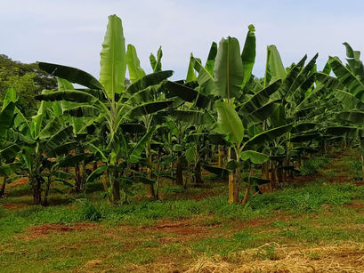 Ferub oferece curso gratuito de irrigação nesta sexta (5) e inscrições seguem abertas