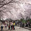 Thumbnail: Busan-Chin Hae Naval Base – Romantic Railway Cherry Blossom Viewing One-Day Tour