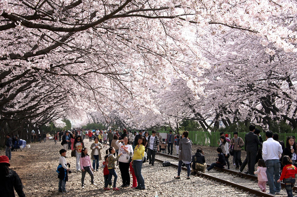 Busan-Chin Hae Naval Base – Romantic Railway Cherry Blossom Viewing One-Day Tour