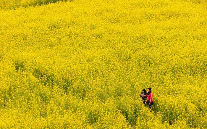 Thumbnail: Busan-Rape Flowers Fields Two-Day Tour