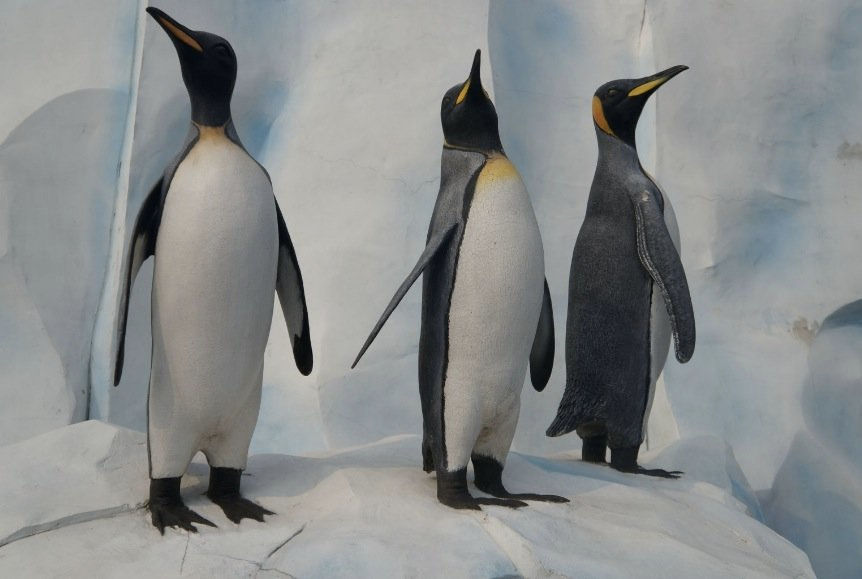 Thumbnail: 香港海洋公園企鵝家裡作客 Hong Kong Ocean Park Penguin Encounter