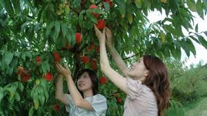 Thumbnail: 南怡島+晨靜樹木園+採摘時令水果體驗(星期一、三、五出發)