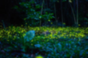 Sabah- Mantanani Island and Kawa Kawa River Cruise Day Trip (Snorkeling/Adult)