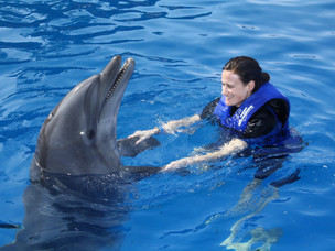 Dolphins Don't Eat Twinkies