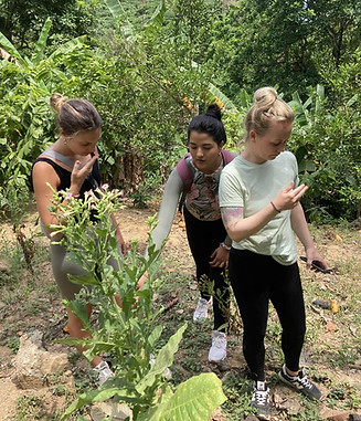 los turistas aprenden de las plantas medicinales