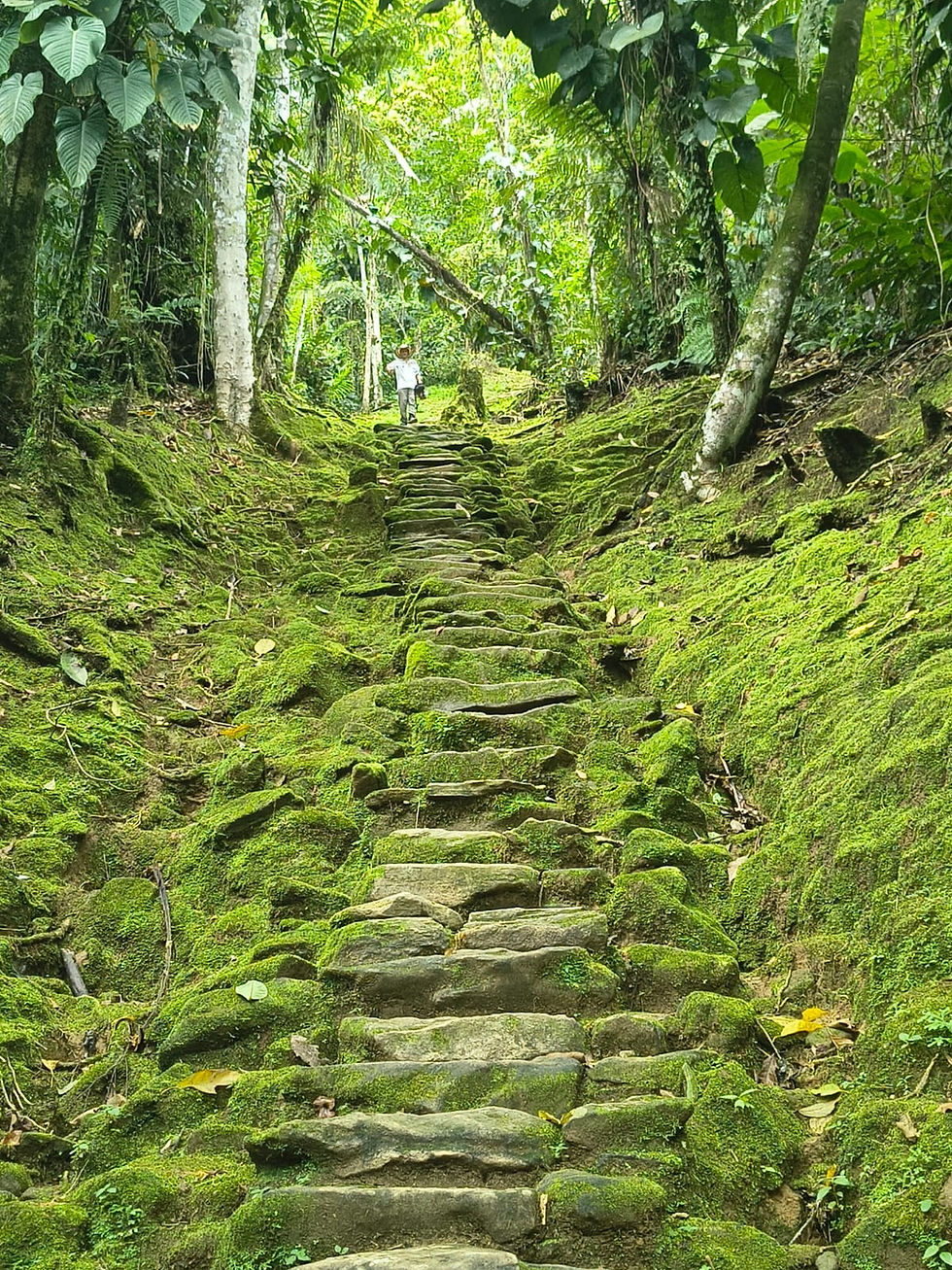 Eye-level view of a winding trail through lush Sierra Nevada forest
