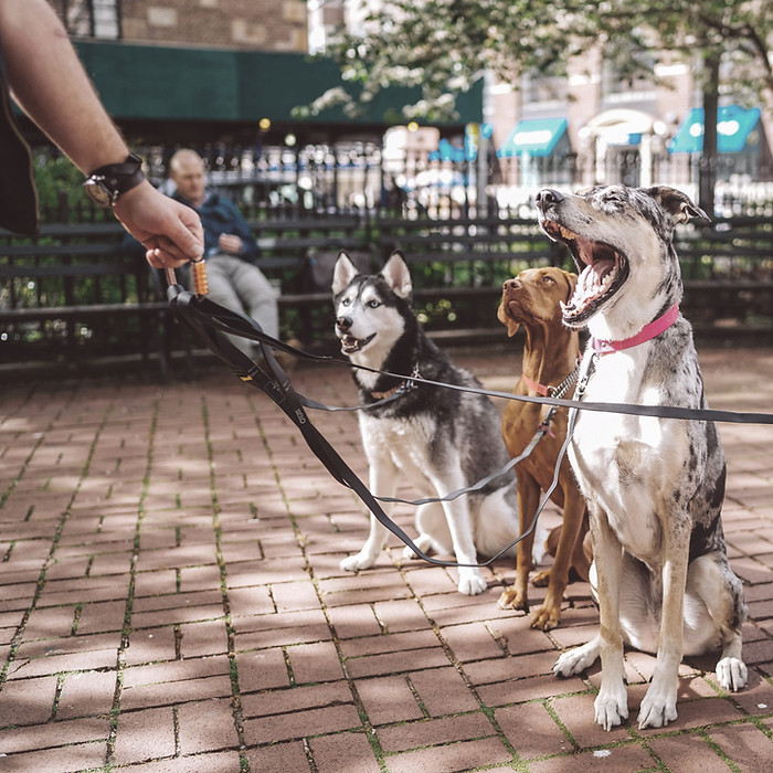 Dogs with Dog Walker