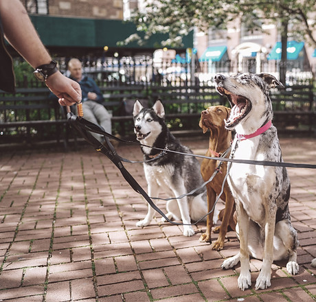 Dogs sitting in public.