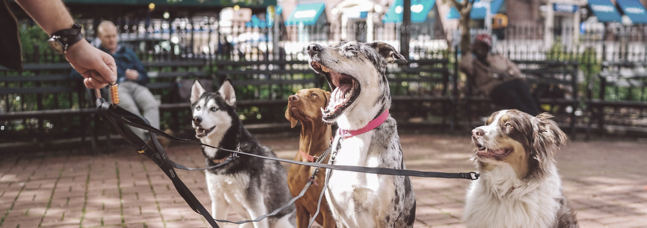 Dogs with Dog Walker