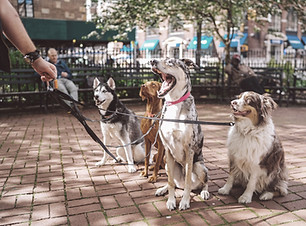 Mehr Hunde Rabatt