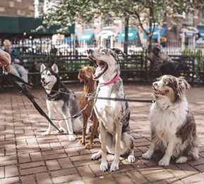 Les chiens avec Dog Walker