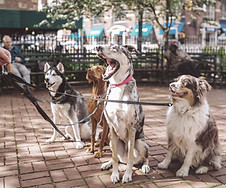 Dogs with Dog Walker