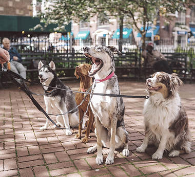 Dogs with Dog Walker