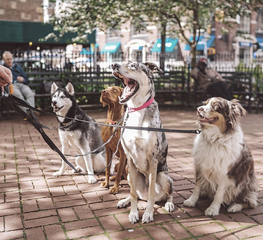 Dogs with Dog Walker