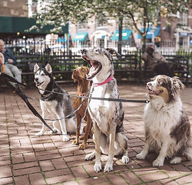 Dogs with Dog Walker
