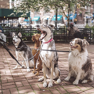 Dogs with Dog Walker