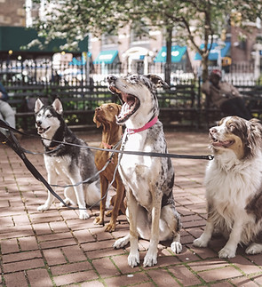 Dogs with Dog Walker