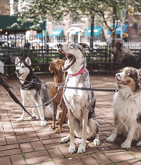 Dogs with Dog Walker