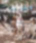 Dogs with Dog Walker