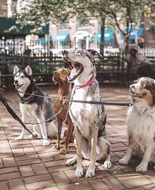 Group Dog Training sessions on the Gold Coast