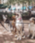 ドッグウォーカーと犬