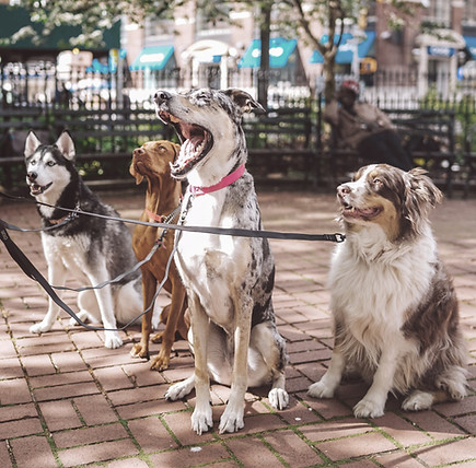 K9-Behavior Company | Dog Training in OR | Dog Training in Roseburg | Dog Training in Douglas County | Train Your Dog Fast | Pet Dog Training | Truffle Dog | Bite Prevention Training