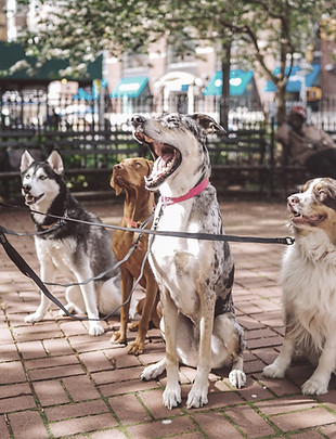 Dogs On Leashes