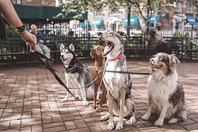 Les chiens avec Dog Walker