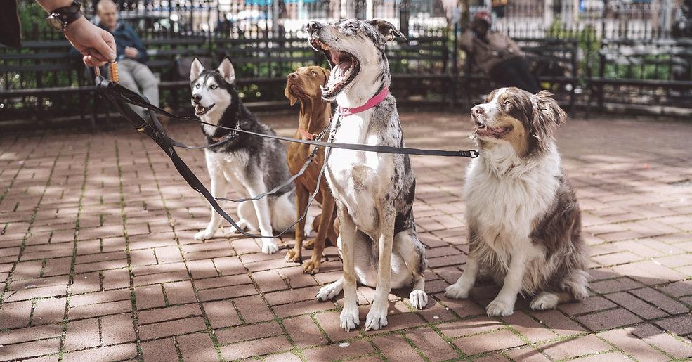 Dogs with Dog Walker