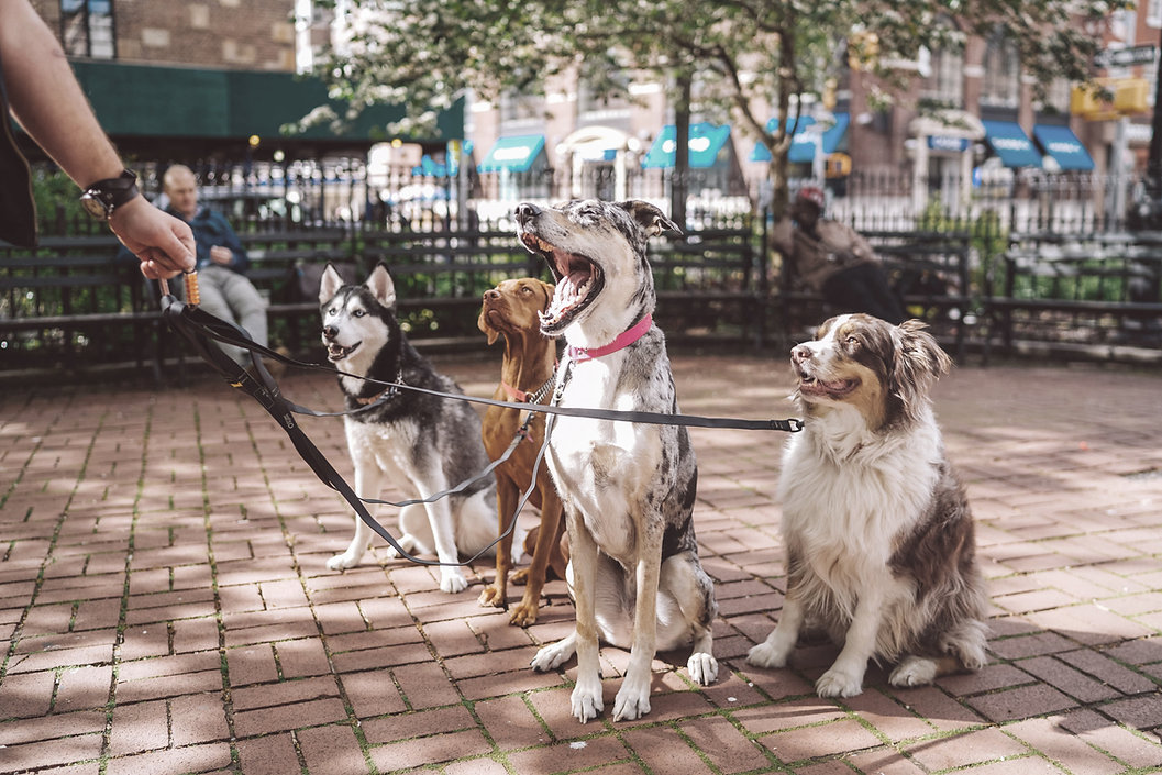 Los perros con Dog Walker