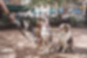 Dog Trainer Chapel Hill