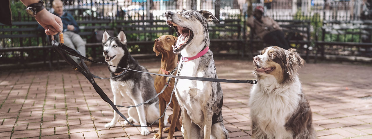 Dogs with Dog Walker