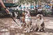 Dogs with Dog Walker