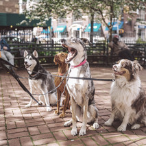 Haven's Healthy Hounds: Professional Dog Walking