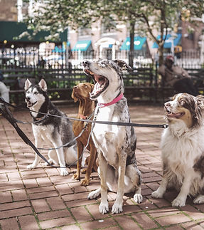 Hunde mit Dog Walker