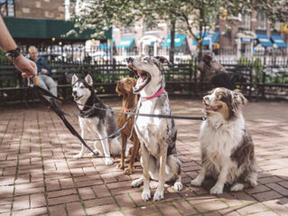 Une balade dans Central Park!