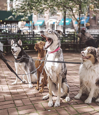 Dogs with Dog Walker