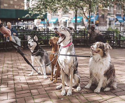 Hunde mit Dog Walker