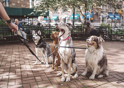 Dogs with Dog Walker