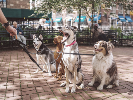 Une balade dans Central Park!
